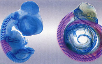 Mudanças climáticas, desmatamento da Amazônia e diversidade biológica: uma análise no contexto evolutivo e do desenvolvimento