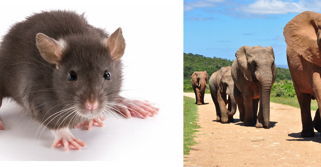 Do Camundongo ao Elefante: A Escala da Vida e o Ritmo Metabólico