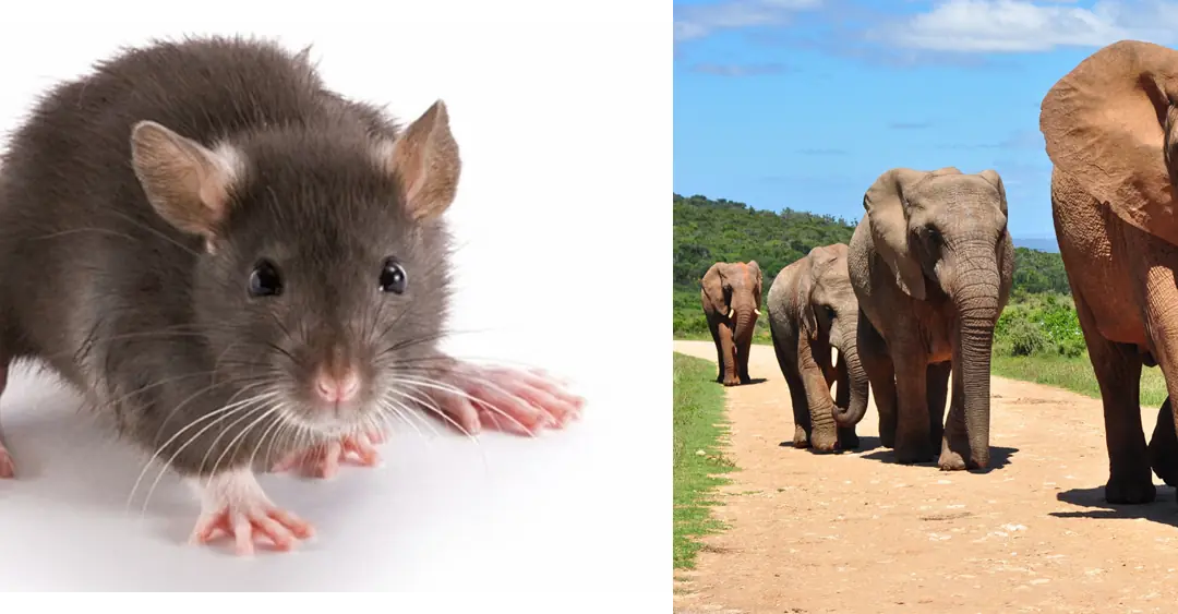 Do Camundongo ao Elefante: A Escala da Vida e o Ritmo Metabólico