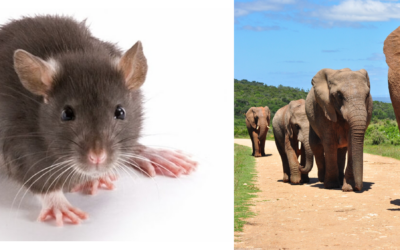 Do Camundongo ao Elefante: A Escala da Vida e o Ritmo Metabólico