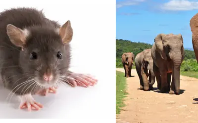 Do Camundongo ao Elefante: A Escala da Vida e o Ritmo Metabólico