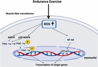 O Equilíbrio do Oxigênio: Como o Exercício Modula o Estresse Oxidativo e Promove a Adaptação Muscular