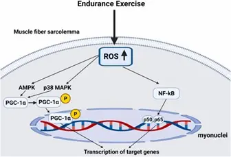 O Equilíbrio do Oxigênio: Como o Exercício Modula o Estresse Oxidativo e Promove a Adaptação Muscular