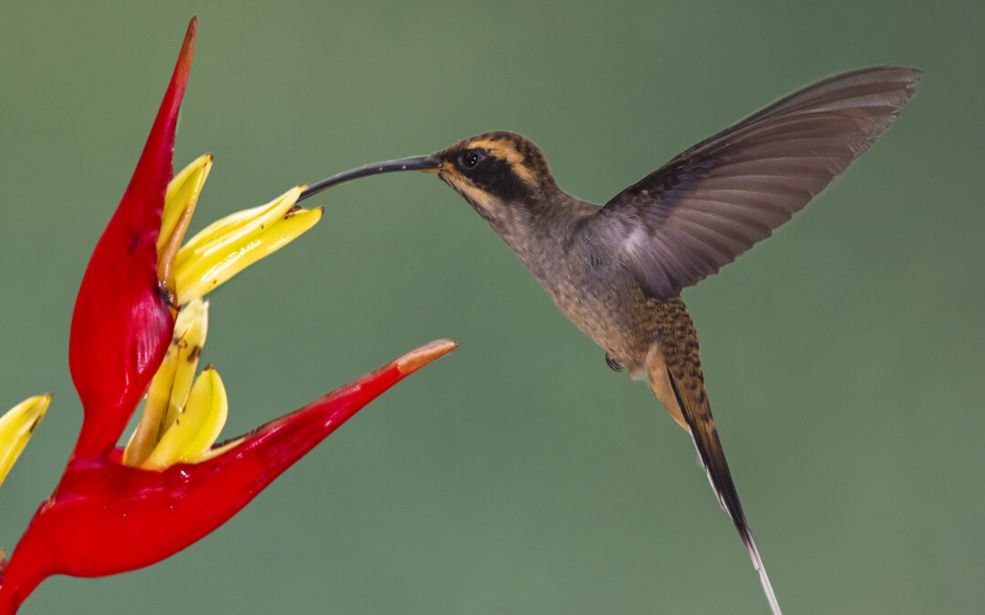 O Oxigênio e o Sentido da Vida: Entre o Vital e o Letal
