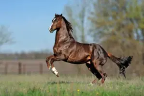 ENTRE CAVALOS, HOMENS E BEIJA-FLORES: O DRAMA EVOLUTIVO DO VO₂MÁX