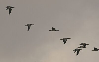 Entre o Fôlego e o Destino Biológico: uma Jornada Comparada pela Fadiga que nos Torna Humanos