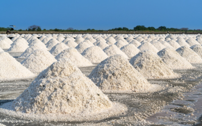 Entre a memória dos mares e o risco da diluição: evolução da conservação hidrossalina e a fisiologia crítica do sódio no endurance