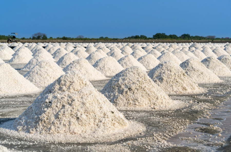 Entre a memória dos mares e o risco da diluição: evolução da conservação hidrossalina e a fisiologia crítica do sódio no endurance