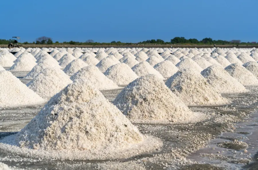 Entre a memória dos mares e o risco da diluição: evolução da conservação hidrossalina e a fisiologia crítica do sódio no endurance