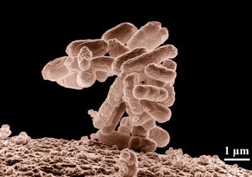 Quando a energia ganhou abrigo: mitocôndrias, simbiose e a emergência da vida aeróbica