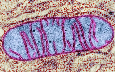 O retículo mitocondrial como linguagem da adaptação: flexibilidade metabólica, lactato e o contraste entre ciclistas profissionais e o organismo sedentário