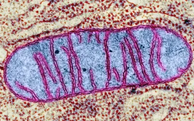 O retículo mitocondrial como linguagem da adaptação: flexibilidade metabólica, lactato e o contraste entre ciclistas profissionais e o organismo sedentário