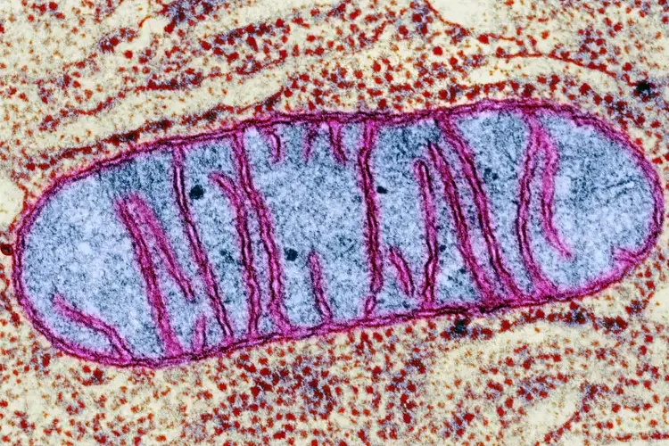 O retículo mitocondrial como linguagem da adaptação: flexibilidade metabólica, lactato e o contraste entre ciclistas profissionais e o organismo sedentário