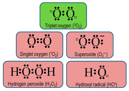 Espécies reativas de oxigênio como força seletiva: regulação transcricional, evolução molecular e a arquitetura ancestral da adaptação redox