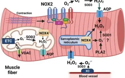 Entre quantidade e qualidade: volume, intensidade e a arquitetura mitocondrial do rendimento de endurance