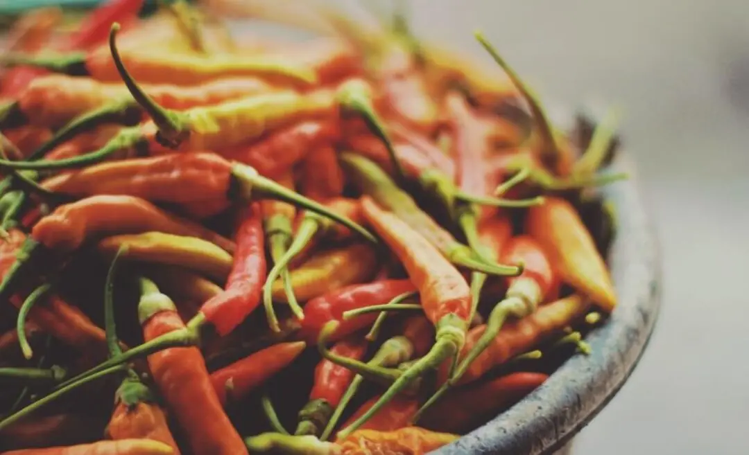 TRPV1, Capsaicina e Plasticidade Metabólica no Endurance: Bases Evolutivas, Mecanismos Moleculares e Implicações Ergogênicas
