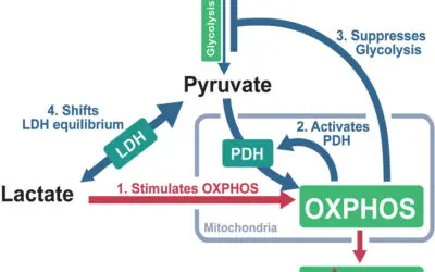 Lactato, Bioenergética Mitocondrial e Oxigenação Muscular: Uma Nova Perspectiva Integrativa para a Compreensão dos Limiares Metabólicos e das Deflexões da Saturação Muscular de Oxigênio