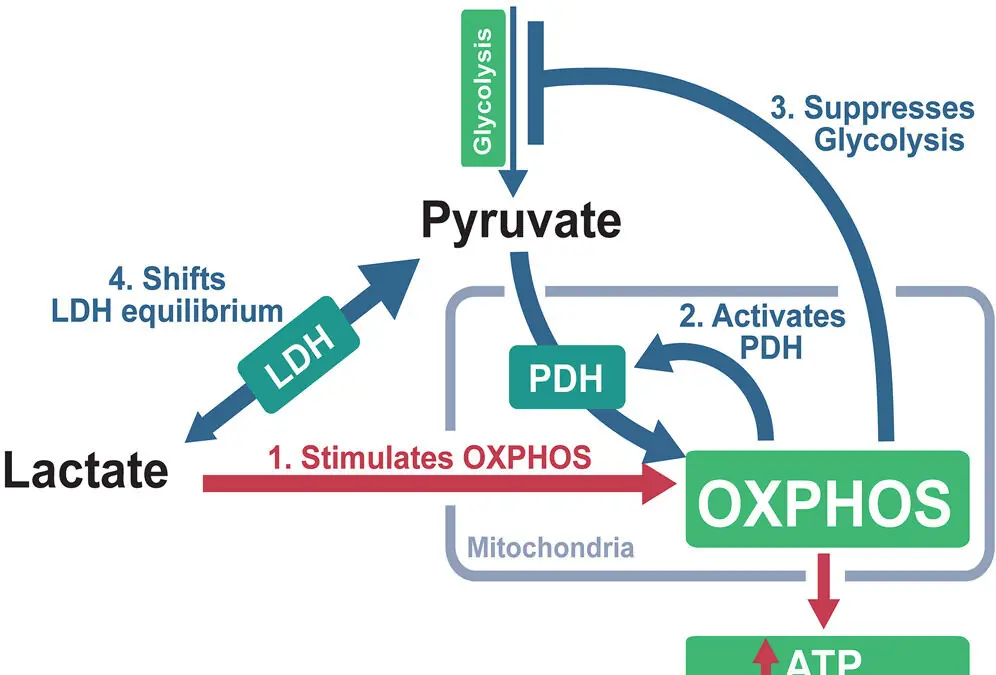 Lactato, Bioenergética Mitocondrial e Oxigenação Muscular: Uma Nova Perspectiva Integrativa para a Compreensão dos Limiares Metabólicos e das Deflexões da Saturação Muscular de Oxigênio