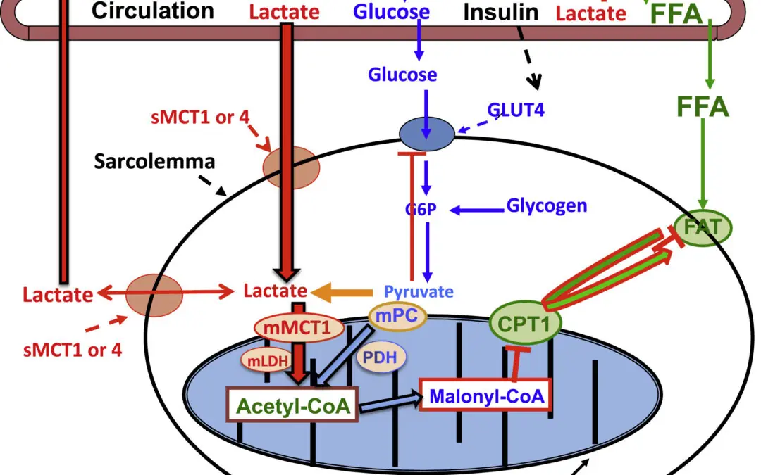 LACTATO COMO MOLÉCULA-CHAVE NA SAÚDE METABÓLICA, FUNÇÃO MITOCONDRIAL E CARCINOGÊNESE: UMA REVISÃO INTEGRATIVA A PARTIR DA FISIOLOGIA DO EXERCÍCIO