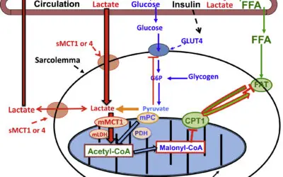LACTATO COMO MOLÉCULA-CHAVE NA SAÚDE METABÓLICA, FUNÇÃO MITOCONDRIAL E CARCINOGÊNESE: UMA REVISÃO INTEGRATIVA A PARTIR DA FISIOLOGIA DO EXERCÍCIO
