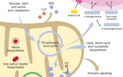 MITOCÔNDRIAS COMO CENTROS INTEGRADORES DA BIOENERGÉTICA, IMUNIDADE E LONGEVIDADE: DA VISÃO DE USINAS ENERGÉTICAS À CONCEPÇÃO DE ORGANELAS EXECUTIVAS DA CÉLULA
