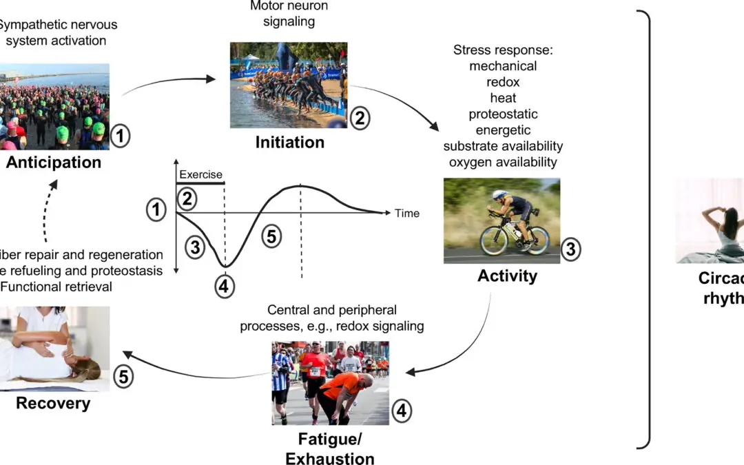 Metodologias Biológicas do Treinamento de Endurance: Fundamentos Científicos da Organização da Carga, Periodização e Adaptações Fisiológicas para o Desenvolvimento da Performance