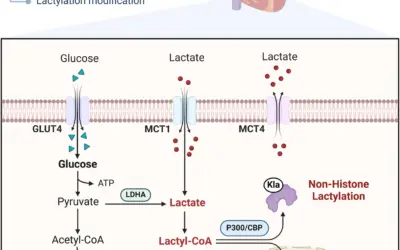 Lactato como eixo integrador do metabolismo: fluxo energético, lançadeiras metabólicas, oxidação mitocondrial e sinalização celular