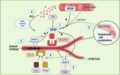 Do fluxo ao fenótipo vascular: mecanismos celulares e moleculares da capilarização, angiogênese microvascular e arteriogênese no músculo esquelético