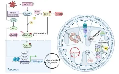 Da contração ao retículo mitocondrial: mecanismos celulares e moleculares da biogênese mitocondrial no músculo esquelético induzida pelo exercício