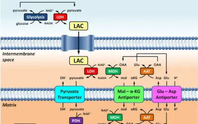 A TEORIA DA LANÇADEIRA DE LACTATO (LACTATE SHUTTLE)