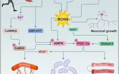 Sinalização redox induzida pelo exercício de endurance: da contração à adaptação mitocondrial