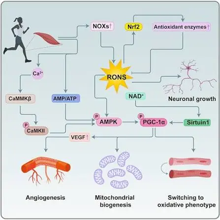 Sinalização redox induzida pelo exercício de endurance: da contração à adaptação mitocondrial