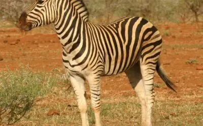 A evolução da capacidade de endurance no reino animal: integração bioenergética, especialização metabólica e limites fisiológicos da atividade locomotora sustentada